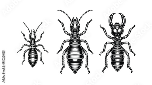 Detailed Termite Castes Engraving Set: Worker, Soldier, and Reproductive Forms Illustration for Pest Control