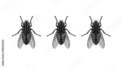 Three Common Houseflies Vector Illustration. Detailed black and white insect pest graphic, isolated on white.