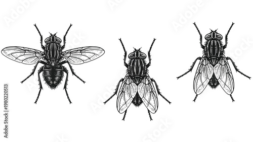 Detailed Housefly Illustrations Set for Entomology and Pest Control Concepts