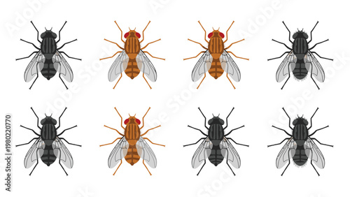 Wild type and mutant Drosophila melanogaster fruit flies for biological and genetic research