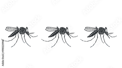 Three detailed mosquito insect illustrations in a row, isolated on a white background. Pest control and disease vector concept.