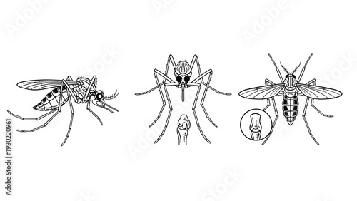 Mosquito Anatomy Illustration: Detailed Scientific Line Art Showing Side, Front, and Top Views with Magnified Proboscis