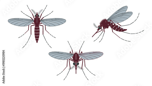 Mosquito vector illustration set. Detailed insect graphics from top, front, and side views for biology and health.