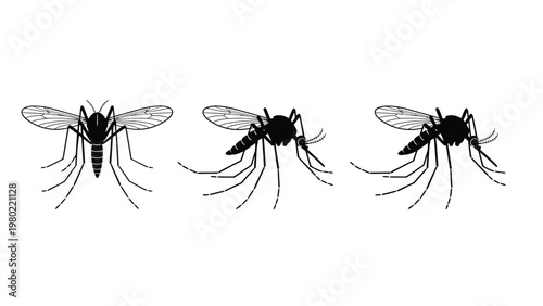 Mosquito vector illustration set. Black and white insects for biology, pest control, and health concepts, isolated on white background.
