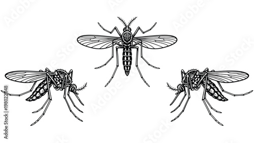Three Mosquitoes Line Art Illustration Set. Detailed Black and White Insect Drawing for Pest Control and Vector-borne Disease Concepts.