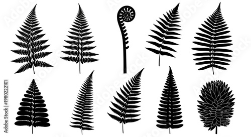 Black fern leaf silhouettes collection, set of 10 botanical vector elements, tropical forest foliage and frond shapes for nature design
