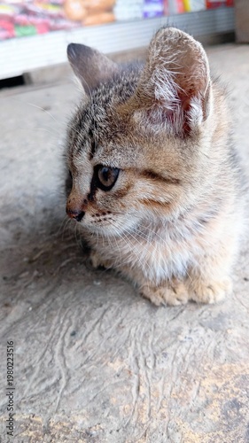 portrait of a cat