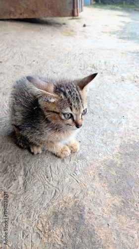 Adorable Tiny Kitten Looking Curious