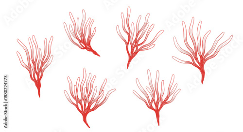 A collection of six red coral branches depicted in a simple illustrative style against white