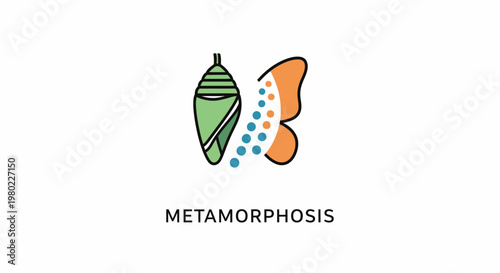 Illustration depicting the metamorphosis process from a chrysalis to a butterfly