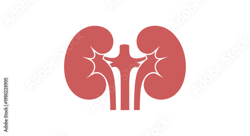 A simplified illustration depicts a pair of human kidneys and a portion of the ureter