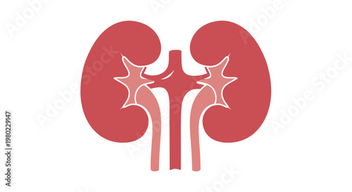A simplified red illustration depicts a pair of human kidneys with associated vascular structures