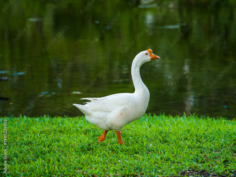 Obraz premium Adult white Chinese goose Anser cygnoides domesticus walking on green grass with its orange webbed foot lifted in mid-step.