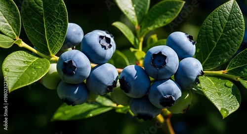 Sunlit cluster of fresh blueberries hanging on a branch surrounded by vibrant green leaves in the garden