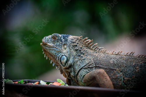 Iguana close up portrait with detailed scales texture and natural background