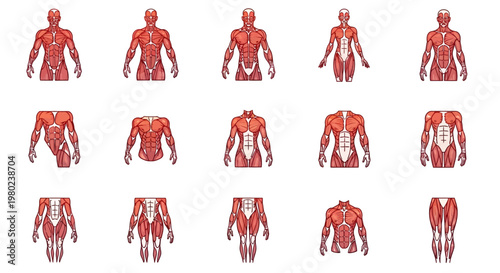 Human Body Muscle Anatomy Illustration.