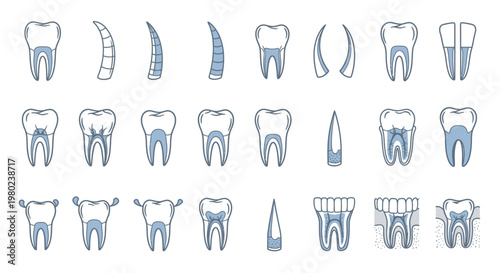 Dental Teeth Anatomy Medical Illustrations.