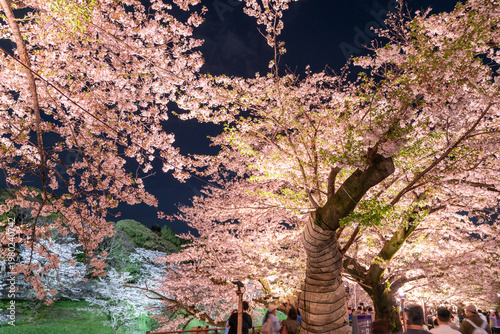 千鳥ヶ淵の夜桜
Night cherry blossoms at Chidorigafuchi