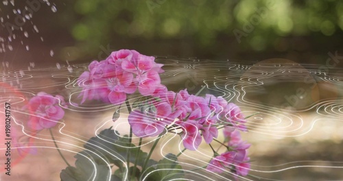 Displaying cluster of pink blossoms on garden soil, showing green leaves, droplets, ripple overlay