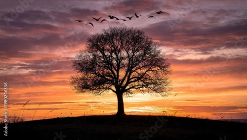 Sunset Silhouette of a Lone Tree