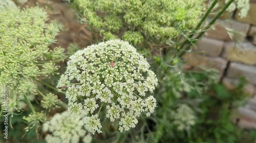 Queen Annes Lace Flower Closeup video