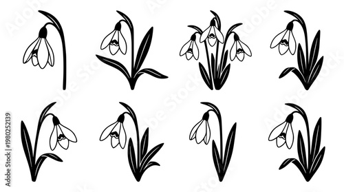 Snowdrops in various stages of bloom vector graphic illustration