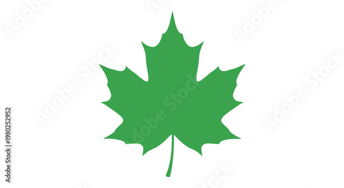 Green Maple Leaf Close Up.