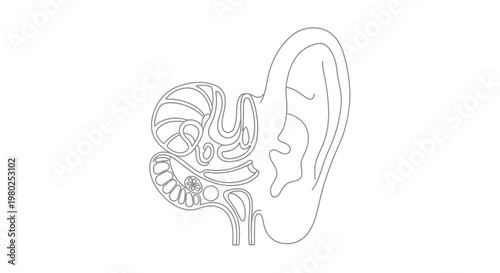 Human Ear Anatomy Detailed Illustration.