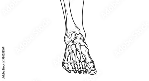 Human foot skeletal system anatomy.