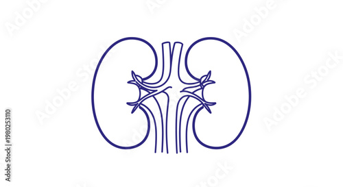 Human Kidney Anatomy Illustration.