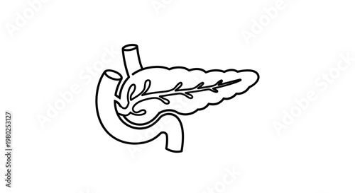 Human stomach and pancreas anatomy.