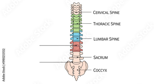 Human spine anatomy with labeled sections.