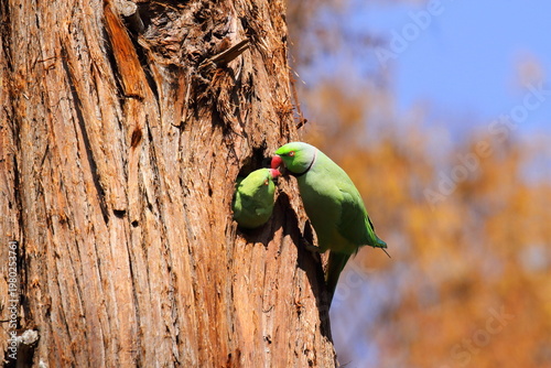 ワカケホンセイインコ
