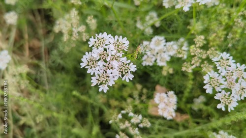Delicate White Flowers in Bloom 4k video