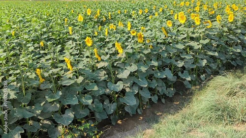 Sunflowers field on a sunny day 4k video