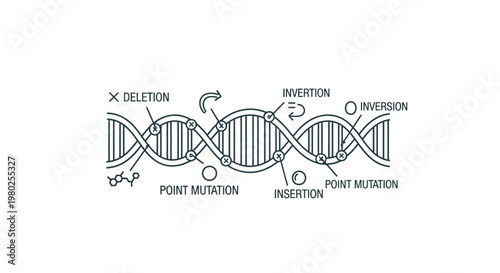DNA Double Helix Genetic Structure Model.