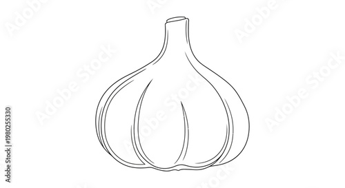 Drawing of a single garlic bulb.