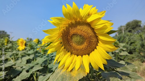 Vibrant Yellow Sunflower Blooming Under Summer Sky 4k video