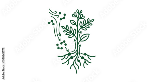 Plant Photosynthesis Process Diagram