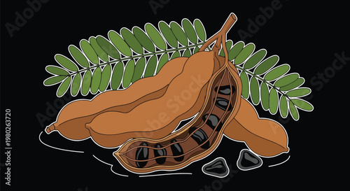 Tamarind Pods Seeds Leaves Isolated Vector Illustration Design