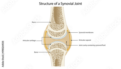 Structure of a Synovial Joint
components of a synovial joint including articular cartilage, synovial membrane, capsule, and joint cavity.
