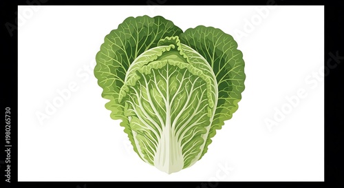 Digital illustration of a napa cabbage head, leafy green vegetable on a white background