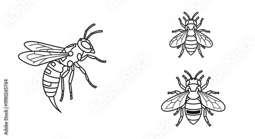 Line Art Illustration of Wasps, One Large and Two Small, Isolated on White Background