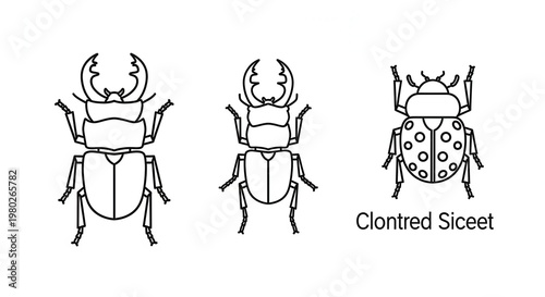 Line Art Illustrations of Beetles: Stag Beetle and Ladybug