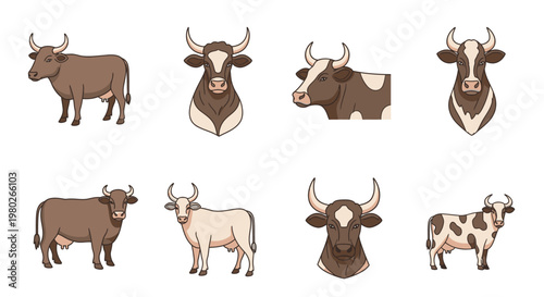 Brown and white cows and bulls.