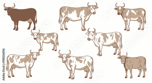 Brown and white cows standing together 1.