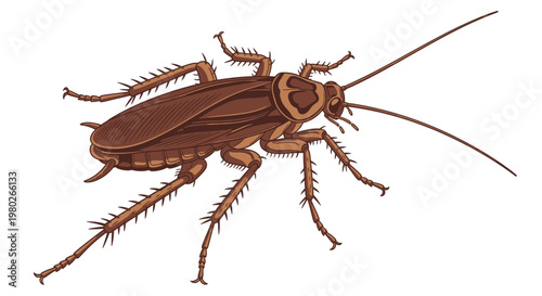 Brown cockroach insect bug pest.