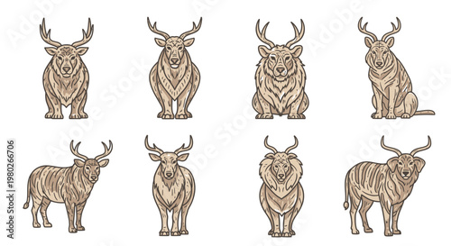 Detailed illustrations of various bighorn sheep.