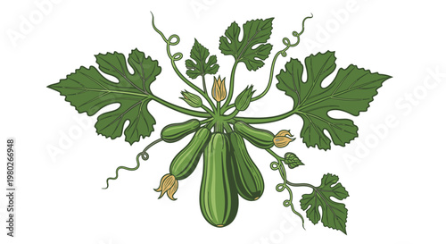 Green squash plant with leaves.