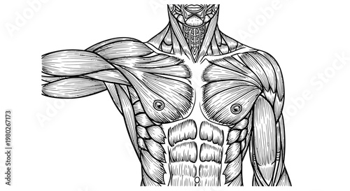 Human body muscular anatomy upper torso.